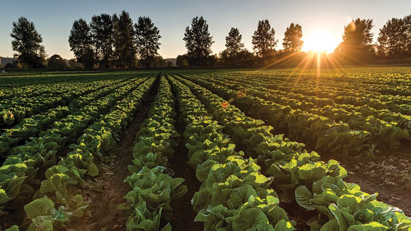 What’s next for regenerative agriculture?