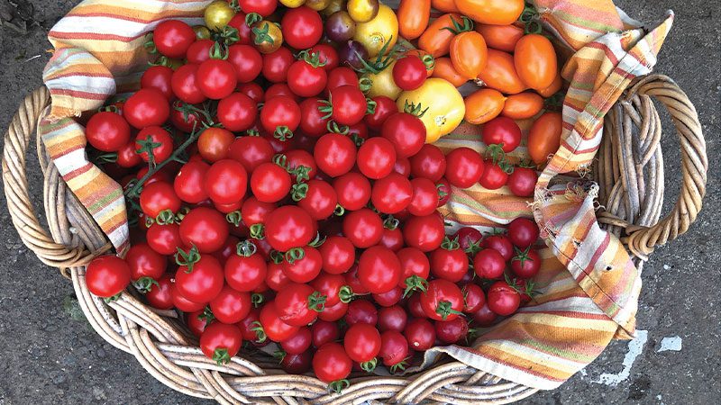 Tomato triage: How to use too many tomatoes all year long
