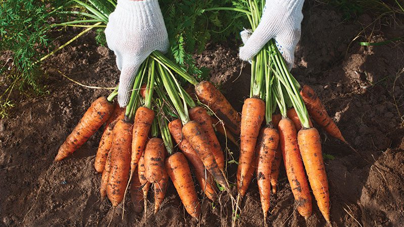 Growing for Good: What’s next for a powerful partnership?