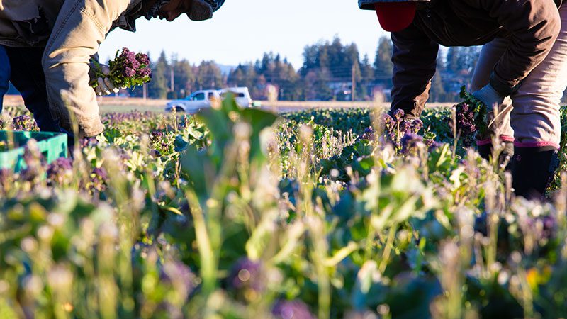 Viva Farms Expands