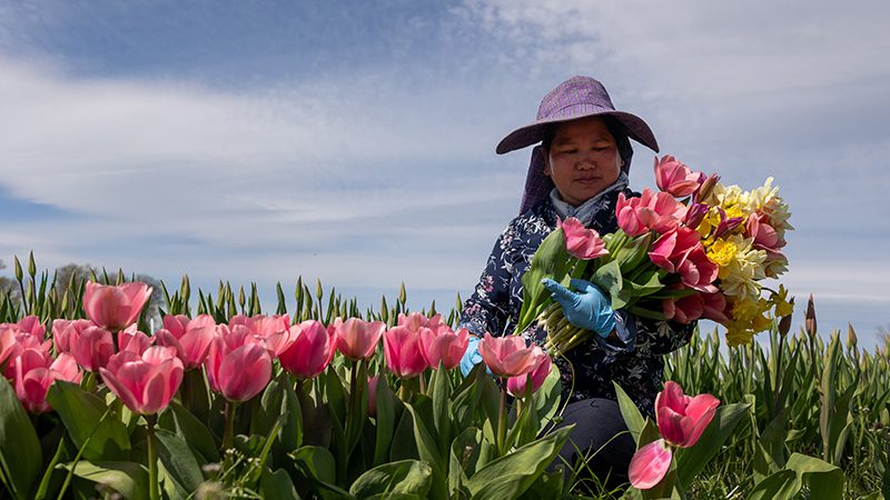 Hmong farmers co-op blossoms