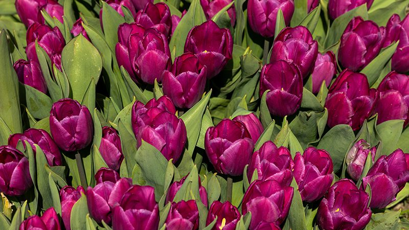 Hmong Flowers, Sound Consumer use ONLY