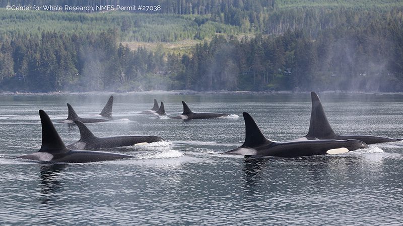 Orca pod from Center for Whale Research