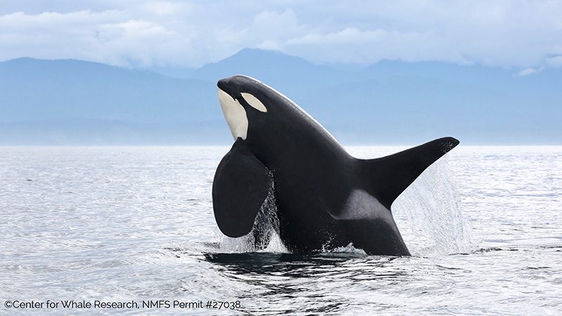 Orca Rescue: Uniting for Conservation and Change