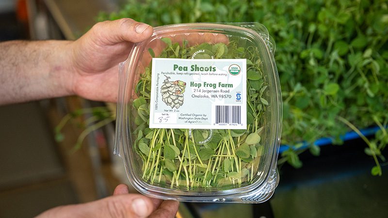 Pea shoots from Hop Frog Farms