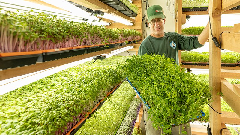 Hop Frog Farm’s Microgreens Shape Sustainable Agriculture