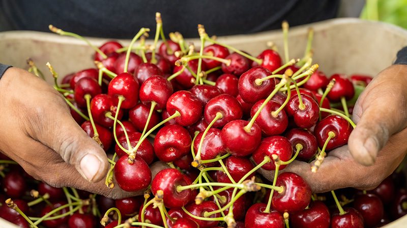 A guide to Washington cherries and cherry season