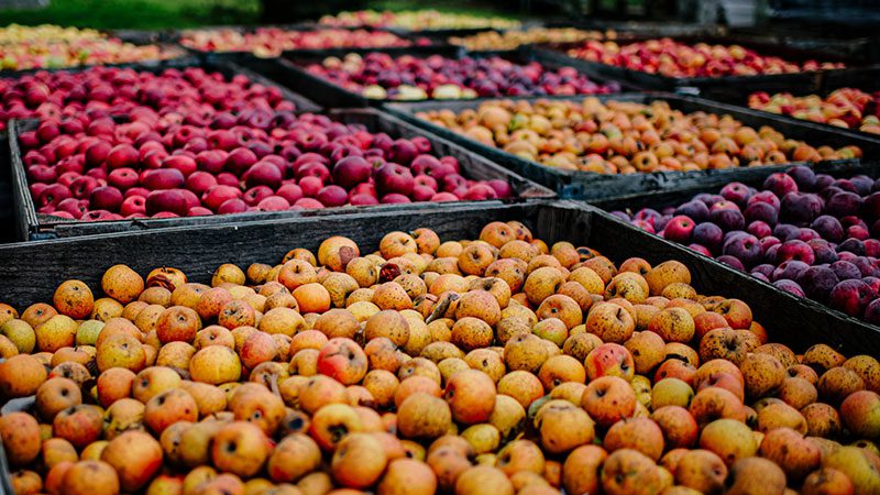 cider-apples