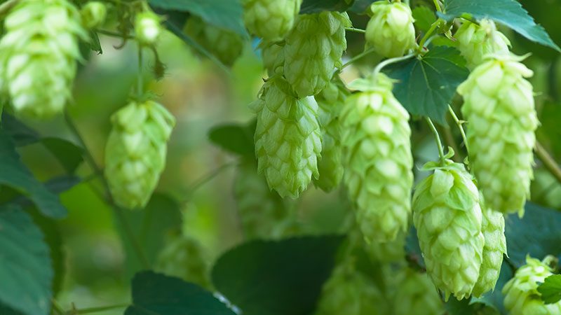 Fresh hop frenzy: How Northwest brewers capture a fleeting flavor