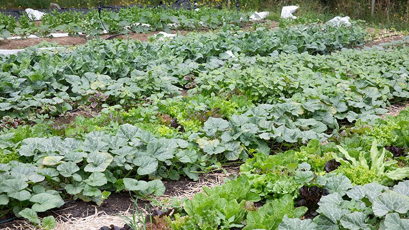 Growing for Good Partnership Nourishes an Island