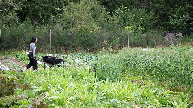 Growing for Good receives 2025 Green Globe award