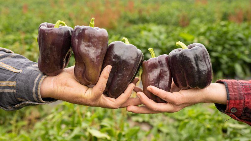 hand holding peppers on a farm