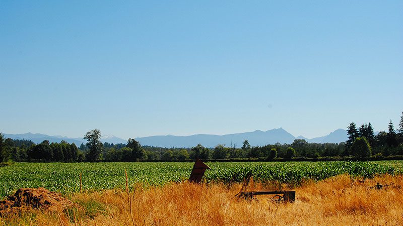golden fields
