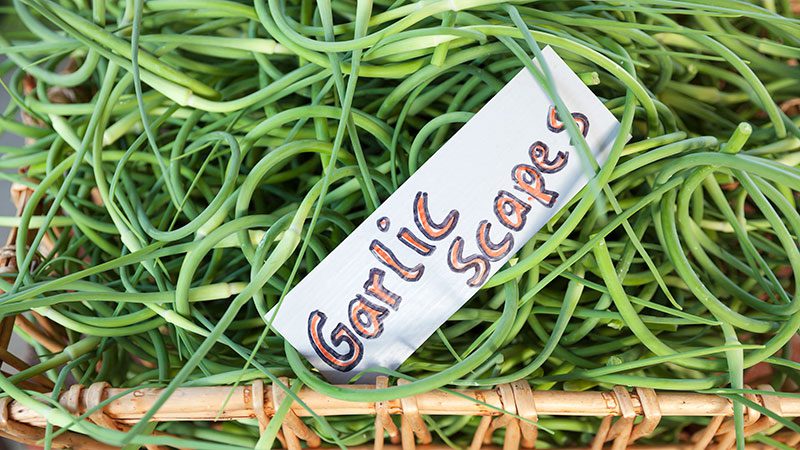 Garlic scapes are spring’s best-kept secret