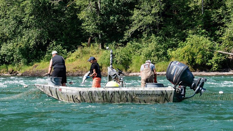 Introducing Baker River salmon