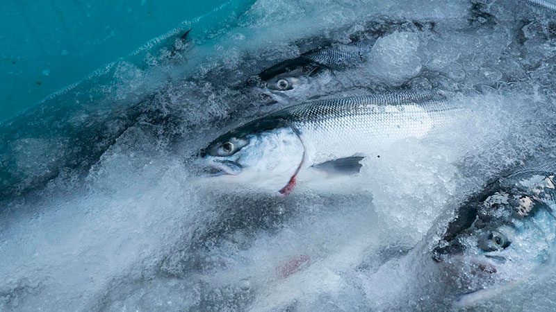 Baker River Salmon on ice