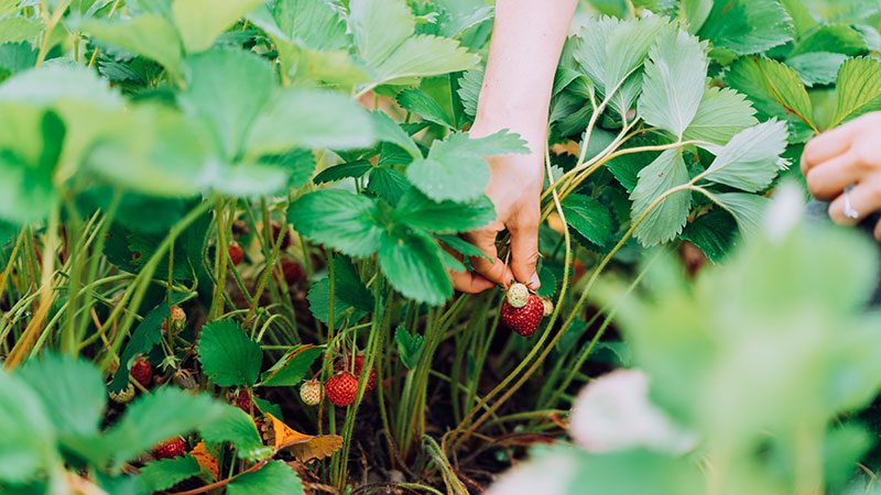 strawberry picking at a u-pick farm