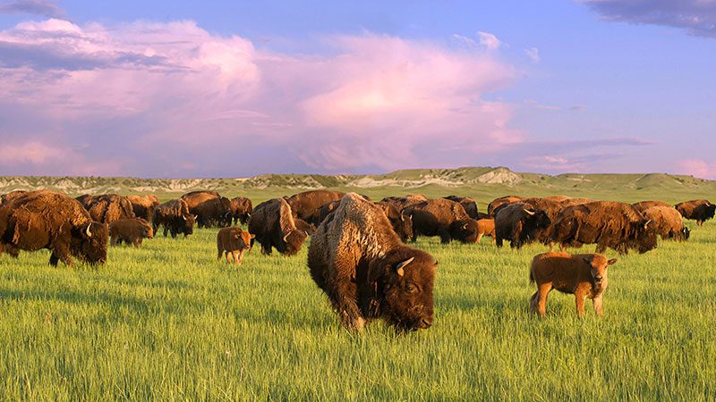 The Rise of Bison: Why everyone’s eating the other red meat
