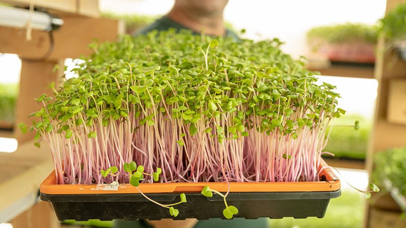 Washington farms get greener with 2025 Tilth Alliance grants