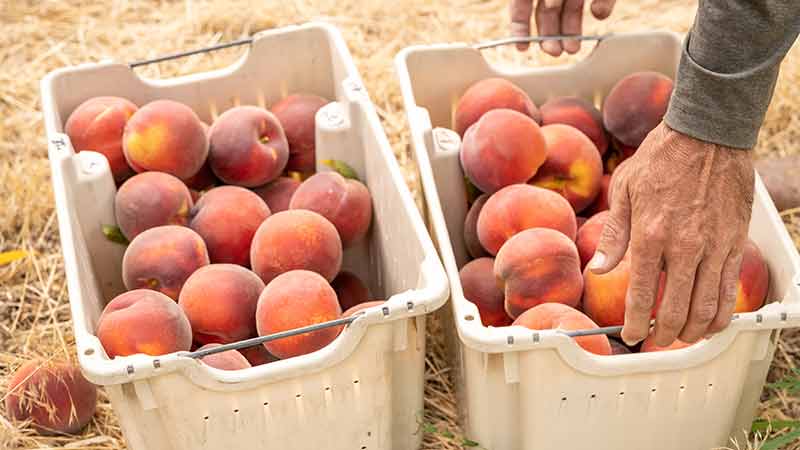 La Pierre Peaches