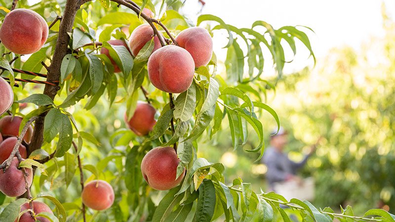Peak peach season: Eating and cooking with LaPierre peaches