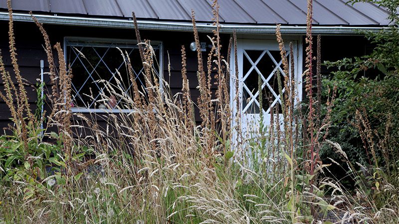 Skip the fall garden cleanup and go feral