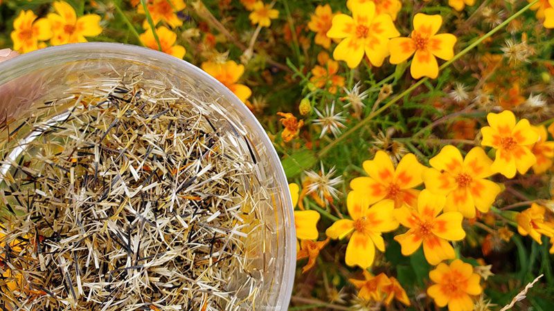 Flower seeds