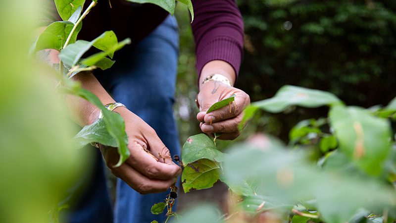 Nikki foraging