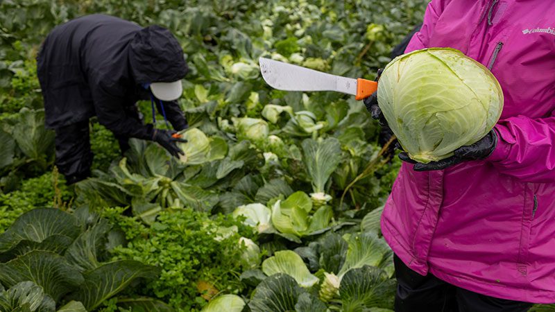 Cabbage harvest