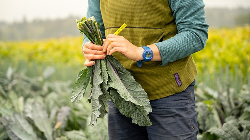 Boldly Grown Farms kale