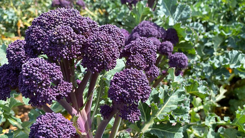 Purple Sprouting Broccoli marks the shift to spring 
