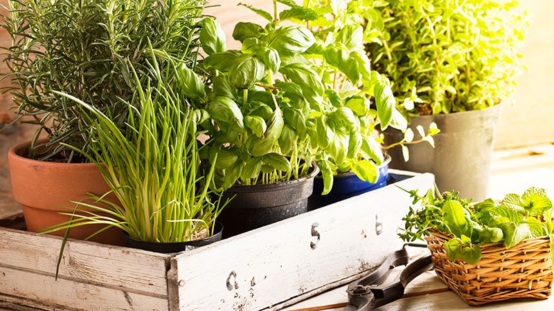 Herbs Anyone Can Grow—Even in Rainy Seattle