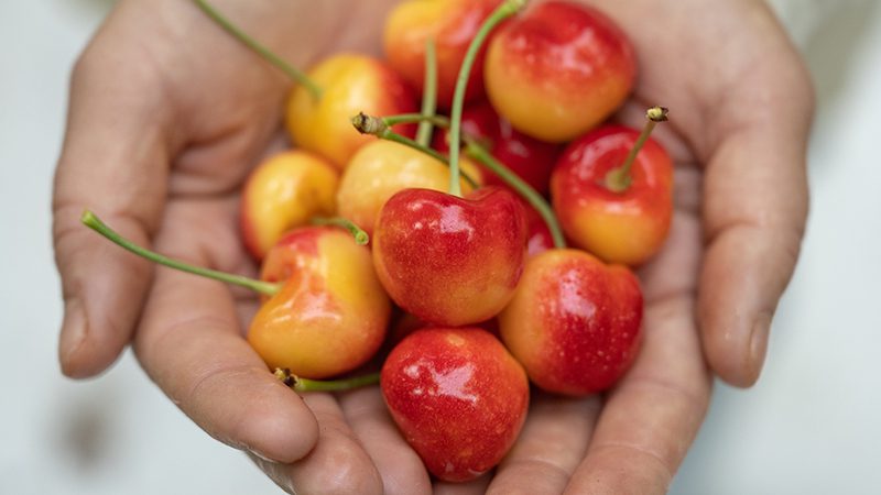 Rainier Cherries from LaPierre Farm