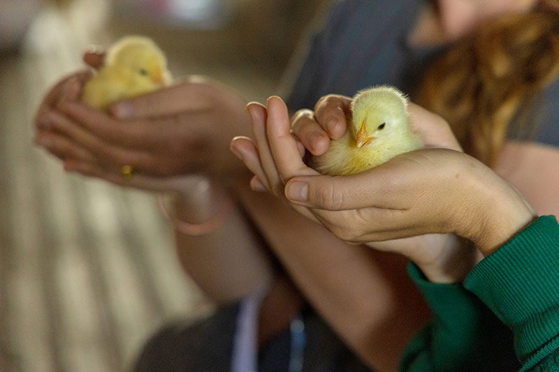 people holding sweet yellow chicks