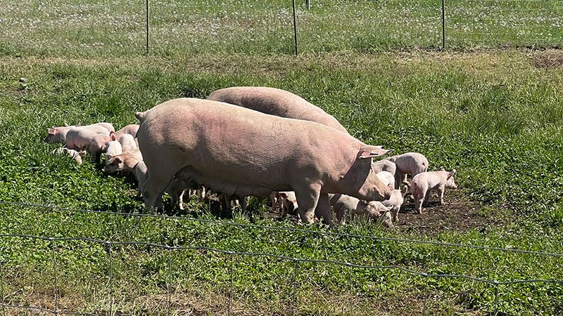 Pure Country Pork pigs